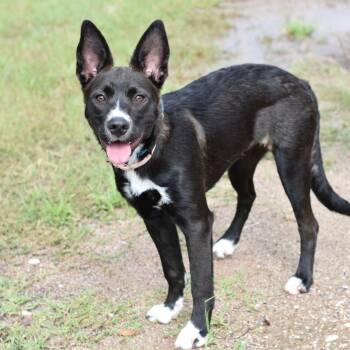 Kylie -  Pit Bull Terrier and German Shepherd Dog Dog for Adoption in Mooresville, North Carolina - Kylie | PetCurious