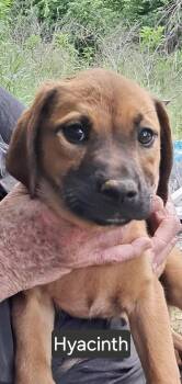 Labrador Retriever Dogs Available for Adoption in Manchester, Connecticut - Hyacinth | PetCurious