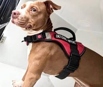 Pit Bull Terrier Dogs Available for Adoption in Houston, Texas - A654921 | PetCurious