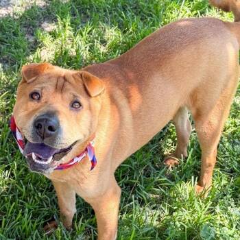 Chicken Elizabeth Nugget -  Shar Pei Dog for Adoption in San Jacinto, California - Chicken Elizabeth Nugget | PetCurious