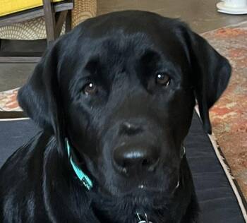 Finn -  Labrador Retriever Dog for Adoption in Concord, California - Finn | PetCurious