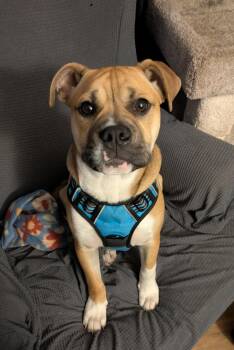 Louie *Help! I need a foster home!* -  Boxer and American Bulldog Dog for Adoption in Minneapolis, Minnesota - Louie *Help! I Need A Foster Home!* | PetCurious
