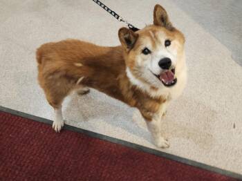 Shiba Inu Dogs Available for Adoption - Koda | PetCurious