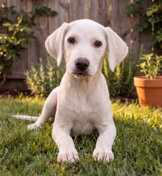 Lilly -  Labrador Retriever and Mixed Breed Dog for Adoption in Crown Point, Indiana - Lilly | PetCurious