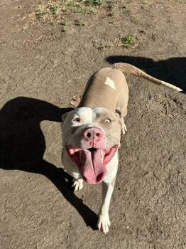 Pit Bull Terrier Dogs Available for Adoption - BEAUTY | PetCurious