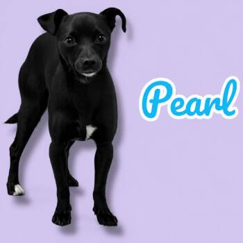Pearl - ADOPTION PENDING -  Chihuahua Dog for Adoption in Scottsdale, Arizona - Pearl - ADOPTION PENDING | PetCurious
