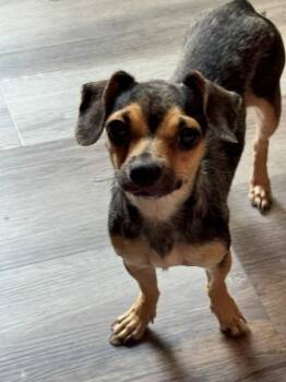 Gigi -  Chihuahua Dog for Adoption in Albuquerque, New Mexico - Gigi | PetCurious