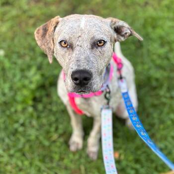 Vonny -  Mixed Breed Dog for Adoption in New York, New York - Vonny | PetCurious