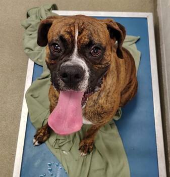 Boxer Dogs Available for Adoption in St. Louis, Missouri - TYSON | PetCurious