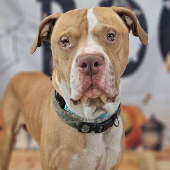 Fin -  Bullmastiff Dog for Adoption in East St. Louis, Illinois - Fin | PetCurious