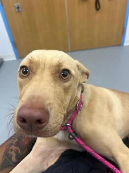 Rocky -  Terrier and Shepherd Dog for Adoption in Hartsville, South Carolina - Rocky | PetCurious