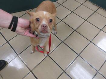 NACHO -  Mixed Breed Dog for Adoption in West Palm Beach, Florida - NACHO | PetCurious