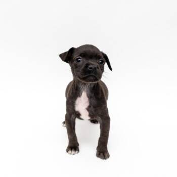 Chihuahua and Pit Bull Terrier Dogs Available for Adoption - Swiss | PetCurious