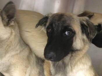DIEGO -  Terrier and Mixed Breed Dog for Adoption in Thousand Palms, California - DIEGO | PetCurious