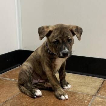 FWT Zeus -  Pit Bull Terrier and Catahoula Leopard Dog Dog for Adoption in Midland, Texas - FWT Zeus | PetCurious