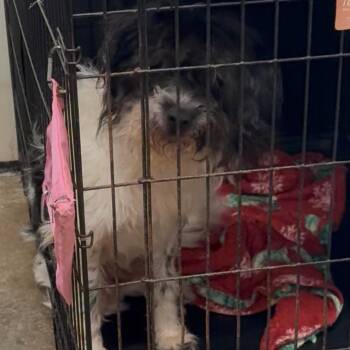 Shaggy -  Poodle Dog for Adoption in Lake Jackson, Texas - Shaggy | PetCurious