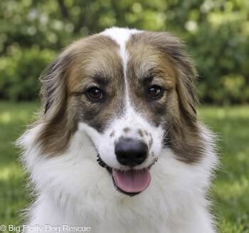 Flower -  Great Pyrenees Dog for Adoption in Nashville, Tennessee - Flower | PetCurious
