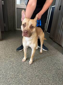 Rescue Pit Bull Terrier Dogs for Adoption in Kansas City, Missouri - Sketchers | PetCurious