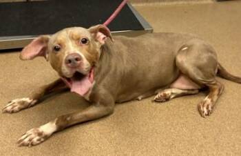 Te Fiti -  Mixed Breed Dog for Adoption in Chamblee, Georgia - Te Fiti | PetCurious