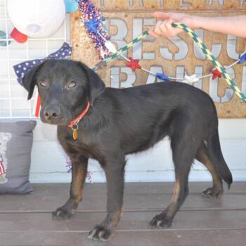 Mila -  Flat Coated Retriever and Mixed Breed Dog for Adoption in Prescott, Arizona - Mila | PetCurious
