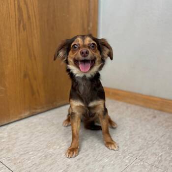 Mixed Breed Dogs Available for Adoption - Goodie--In Foster | PetCurious