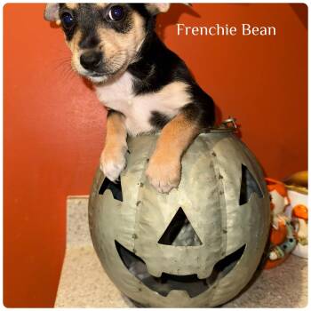 Rescue Chihuahua and Corgi Dogs for Adoption - Frenchie Bean | PetCurious
