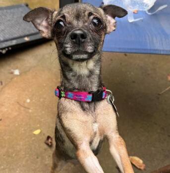 Chihuahua Dogs Available for Adoption in Holly Springs, North Carolina - Cici | PetCurious