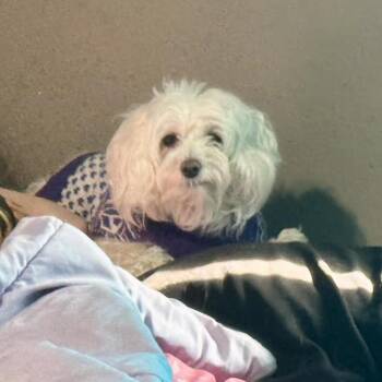 Maltese and Poodle Dogs Available for Adoption - Lilly | PetCurious