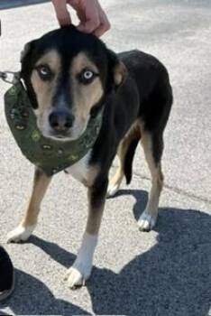 Bucky -  German Shepherd Dog and Mixed Breed Dog for Adoption in Maryville, Tennessee - Bucky | PetCurious