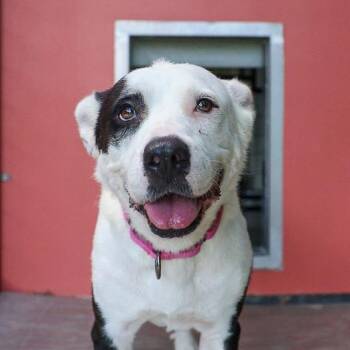 Page -  Mixed Breed Dog for Adoption in Bradenton, Florida - Page | PetCurious