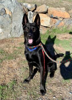 Rescue Shepherd Dogs for Adoption in Grass Valley, California - Bear | PetCurious