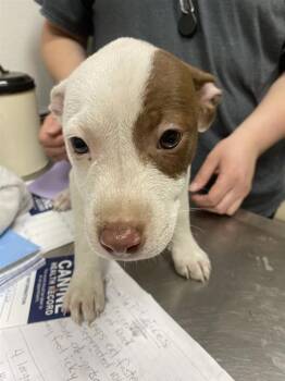 Mythic -  Pit Bull Terrier Dog for Adoption in Vancouver, Washington - Mythic | PetCurious