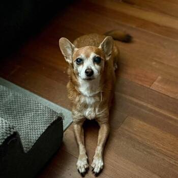Cora *Arriving 10/24* D12760 -  Chihuahua and Dachshund Dog for Adoption - Cora *Arriving 10/24* D12760 | PetCurious