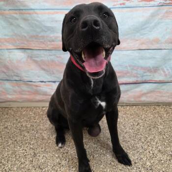 Mixed Breed Dogs Available for Adoption - Tiny | PetCurious