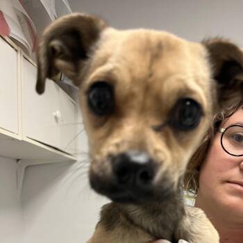Jailbird -  Chihuahua and Mixed Breed Dog for Adoption in Taos, New Mexico - Jailbird | PetCurious