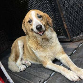 Margery -  Mixed Breed Dog for Adoption in Gadsden, Alabama - Margery | PetCurious