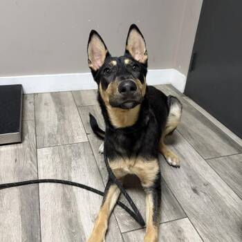 BLITZEN -  German Shepherd Dog and Mixed Breed Dog for Adoption in Redlands, California - BLITZEN | PetCurious