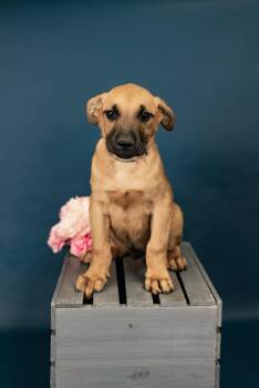 Pit Bull Terrier Dogs Available for Adoption - 191-26 | PetCurious