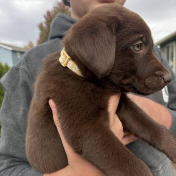 Wren -  Chocolate Labrador Retriever Dog for Adoption in Cashmere, Washington - Wren | PetCurious