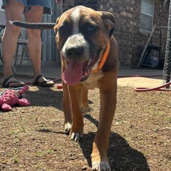 SIMBA (ORANGE) DISNEY -  Mixed Breed and Pit Bull Terrier Dog for Adoption in Lawton, Oklahoma - SIMBA (ORANGE) DISNEY | PetCurious