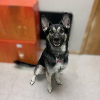 Franco--In Foster***ADOPTION PENDING*** -  Shepherd and Mixed Breed Dog for Adoption in Fargo, North Dakota - Franco--In Foster***ADOPTION PENDING*** | PetCurious