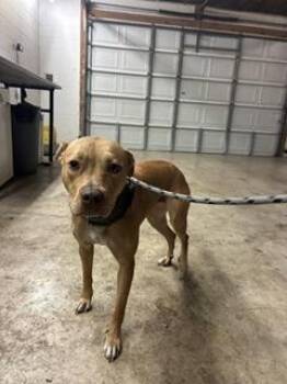 Hound and Mixed Breed Dogs Available for Adoption in Gainesville, Florida - Peach Cobbler | PetCurious