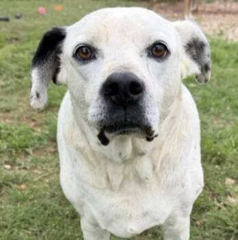 Boxer Dogs Available for Adoption in Marble Falls, Texas - Lenny | PetCurious