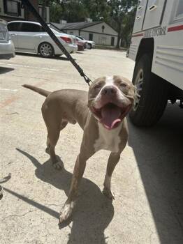 A657801 -  Pit Bull Terrier Dog for Adoption in Houston, Texas - A657801 | PetCurious