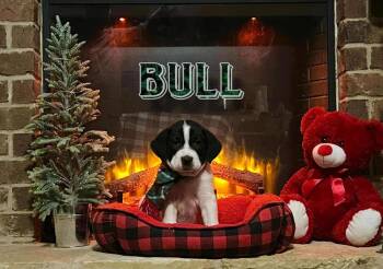 Rescue Wire Fox Terrier and Great Pyrenees Dogs for Adoption in Gillsville, Georgia - Bull (Great Perrier Puppies) | PetCurious