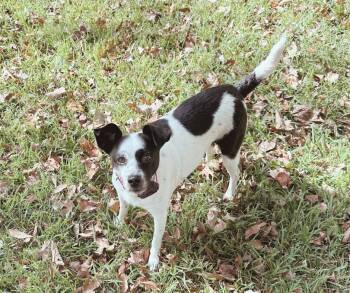 Mixed Breed Dogs Available for Adoption in Madison, Georgia - Cami | PetCurious