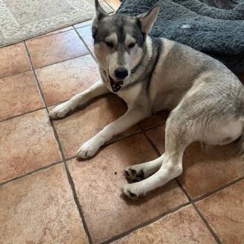 Siberian Husky Dogs Available for Adoption - Clara | PetCurious