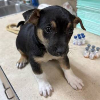 Chihuahua Dogs Available for Adoption in Houston, Texas - Jak | PetCurious