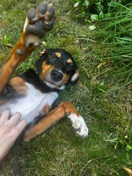 Bean -  Mixed Breed Dog for Adoption in Richmond, Virginia - Bean | PetCurious