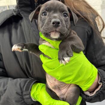 Rescue Retriever Dogs for Adoption in New York, New York - Grits | PetCurious
